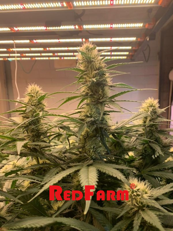 900W 1000W UV IR LED Grow Light IP65 For Aeroponics Farming 5